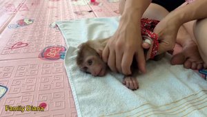 Monkey Diana poops! Try to wake mom up to change the diaper