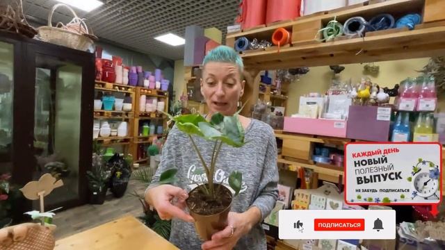 Алоказия Стингрей - обзор сорта | Растение напоминающее морского ската смотреть онлайн