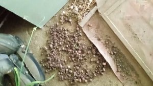 семенной чеснок одно-зубка сорт Добрыня сушка и хранение