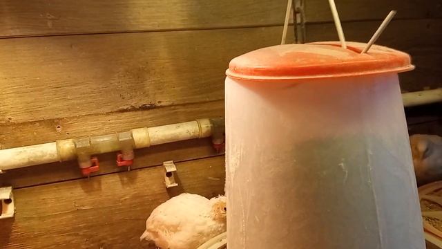 Ликбез для начинающих.Базовые нюансы сбора, хранения и инкубации перепелиного яйца.