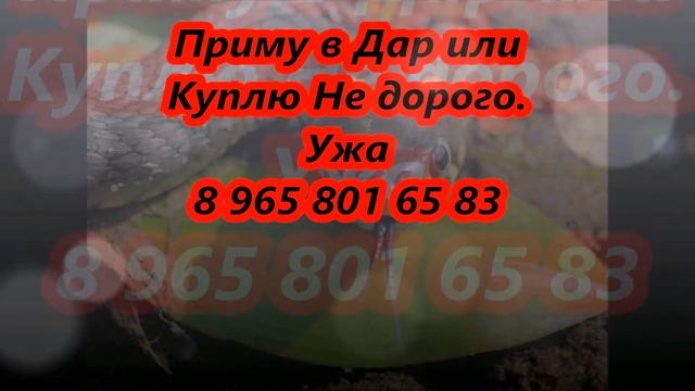 Копия видео "Приму в Дар или Куплю Не дорого Ужа. Мурманск. 8 965 801 65 83." смотреть онлайн