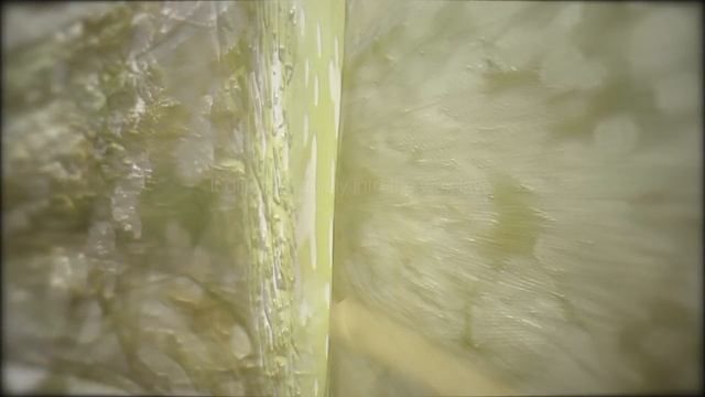 ADEPIDYN™ - control on Botrytis cinerea смотреть онлайн