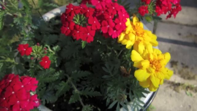 Canon IXUS 115 HS Full HD videota смотреть онлайн