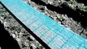 Зимовка саженцев кедра