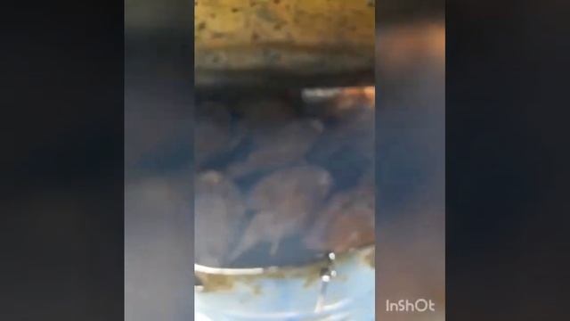 Идеальное копчение рыбы в обычной бочке?? смотреть онлайн