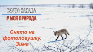 Животные юга Омской области зимой.  Снято на фотоловушку