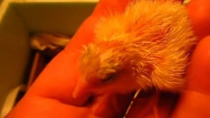 Инкубатор Блиц Норма ( Перепела)