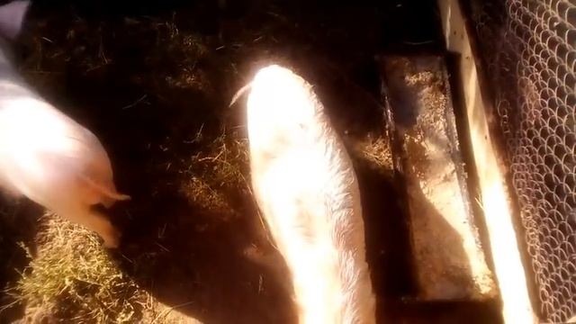 Экзема у поросенка смотреть онлайн