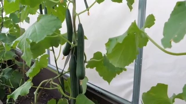 Теплица,мини-парник : Д-4,2м, Ш-1,65м , В-1,85м , с укрывным материалом ,для выращивания урожая. смотреть онлайн