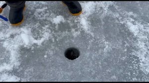 Корюшка, Сестрорецк, парковка парк Дубки. #зима #рыбалка #рецепты #вкусно