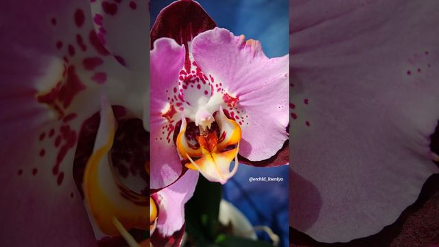 Phal. Black Piano 🎹 Первое цветение яркой азиатской орхидеи бабочки Блэк Пьяно 🌸 Восторг, а не сор