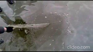 Рыбалка сетями.Толстолобик и карасик.