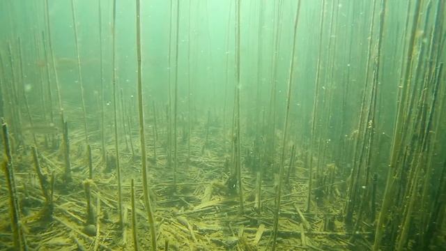 Сон Жаркого Дня... Подводная Съемка Рыб смотреть онлайн