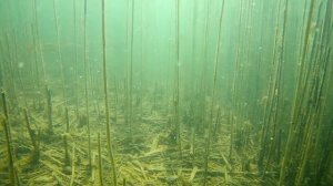 Сон Жаркого Дня... Подводная Съемка Рыб