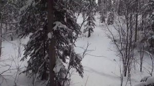 Зимовье. тайга. Алтай