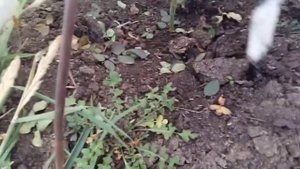 Креолин от мышей под укрытиями роз.