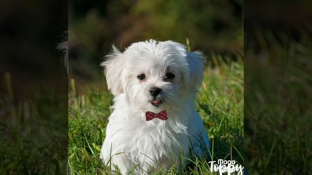 Занятие по Развитию речи в средней группе детского сада смотреть онлайн