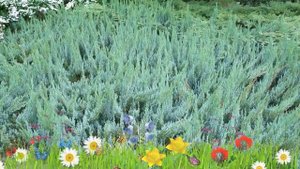 Можжевельник горизонтальный Альпина ? Обзор: посадка и уход. саженцы: описание и особенности