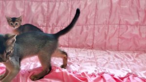 Абиссинские котята