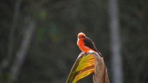 Уникальная птица, издаёт удивительные звуки в дикой природе!
