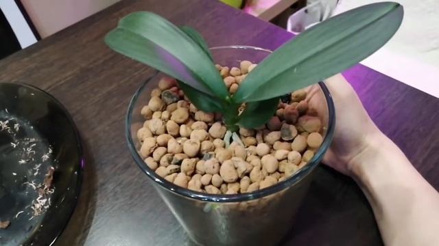 Орхидеи на блоке, часть 3. Полив орхидей 06.03.2020 смотреть онлайн