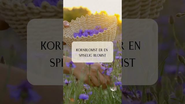 Dyrk kornblomst