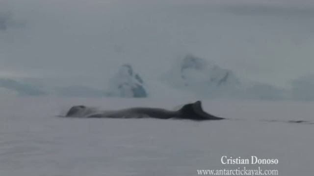 ANTARCTIC KAYAK. Kayaking between Whales in Antarctica смотреть онлайн