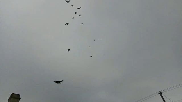 Сергей Горбачево михайловка Николаевские голуби г. Донецк 08.02.2019 смотреть онлайн