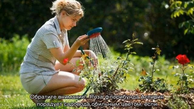 Роза Аспирин (Aspirin) смотреть онлайн