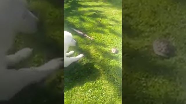 Маремма и черепашка. Малышка Вита (Виолетта) 10 месяцев смотреть онлайн