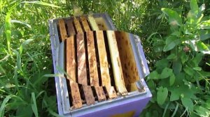 есть на продажу несколько маток или отводков пчел в августе