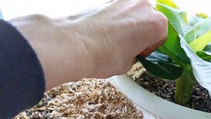 Первая Детка Банана в этом году))Как правильно обрывать листья у Банана)