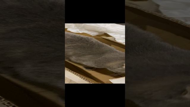 Пуша и коробка / Pusha and box