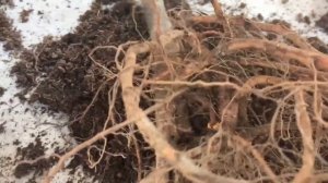 Как правильно посадить фруктовое дерево