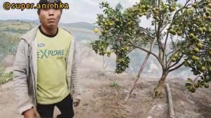 SERU BANGEET !! JERUK BERASTAGI SUPER MANIS|ASLI PETIK SENDIRI DARI POHONNYA LANGSUNG|SUMATERA UTAR