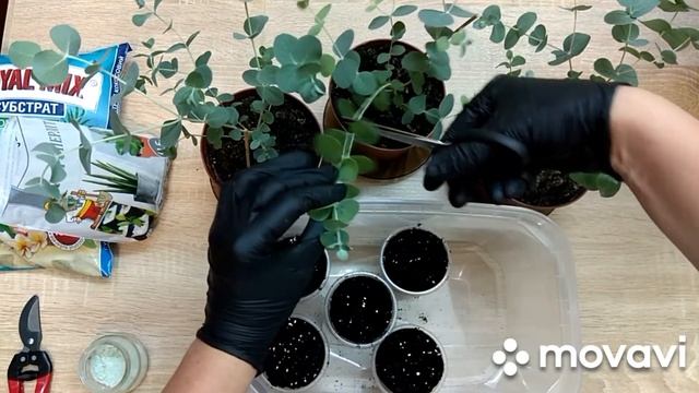 Эвкалипт. Размножение черенками.