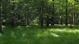 Весы в год Змеи - характер