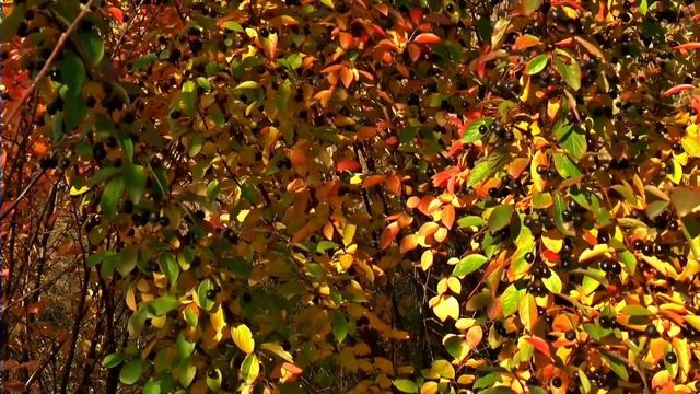 23 Сентября День Петра и Павла Рябинника.Именины Рябины.Народный Календарь.Приметы.Обряды на Руси. смотреть онлайн