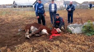 Святой праздник Курбан Байрам - Иваново