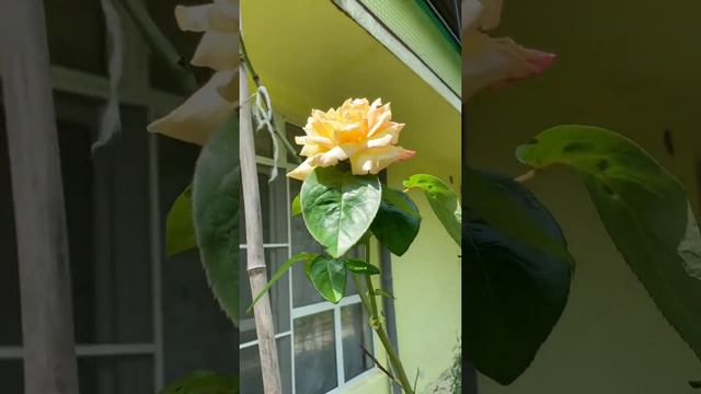 Летний бутон желтой розы #всочиумаши смотреть онлайн