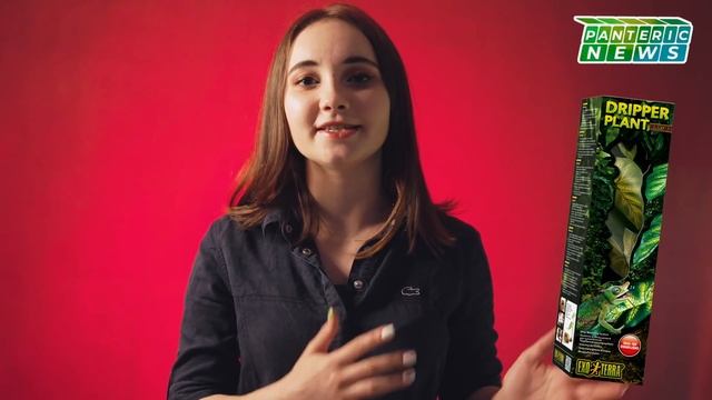 PANTERIC NEWS #2 | РОЗЫГРЫШ | ПИТОН НАНОСИТ ВРЕД ПРИРОДЕ АМЕРИКИ | Новости об экзотических животных смотреть онлайн