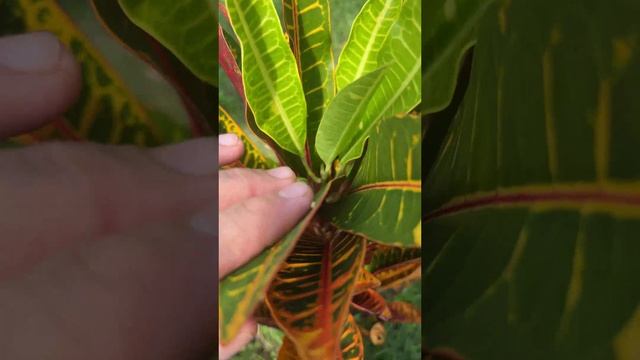 Kодиеум пёстрый или Кротон (Codiaeum variegatum)