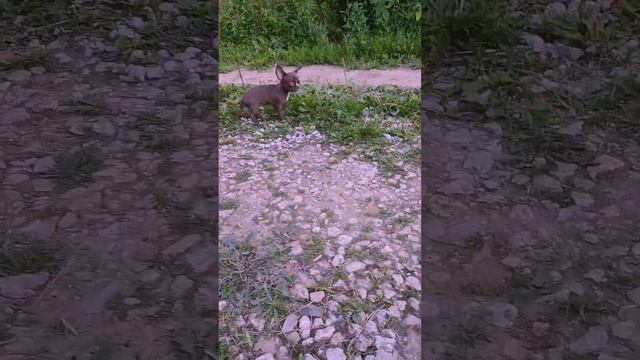 Шоколадный чихуахуа, мальчик питомник Дар Олимпа, др. 24.04.2023