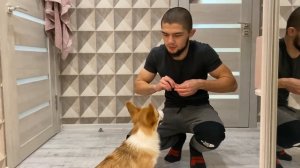 НАШЕЙ КОРГИ 6 МЕСЯЦЕВ - ЧТО УЖЕ ЗНАЕТ И УМЕЕТ?