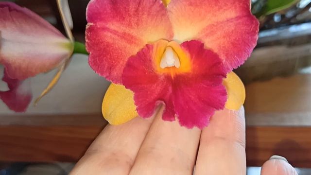 Домашнее, ароматное цветение, орхидеи в январе. Каттлея, зигопеталум, камбрия. Описание. смотреть онлайн