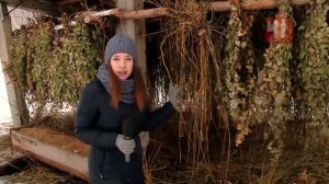 Чем кормят косуль и кабанов?/Свердловская область