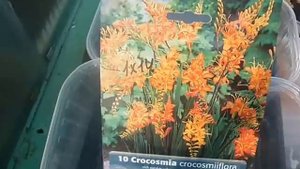 посев луковичек японского гладиолуса,часть 1