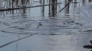 ЛОВЛЯ КАРАСЯ на НЕСТАНДАРТНЫЙ (ПОПЛАВОК) в КАМЫШАХ в (ЗАБРОД)