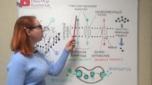 Клеточная мембрана, строение и функции.