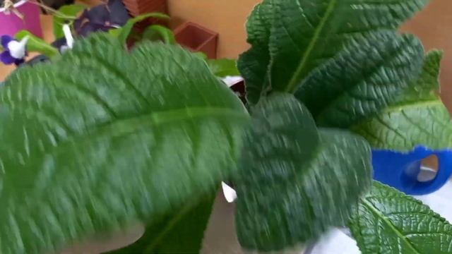 Стрептокарпусы нюансы о которых я знаю. Начало моей коллекции